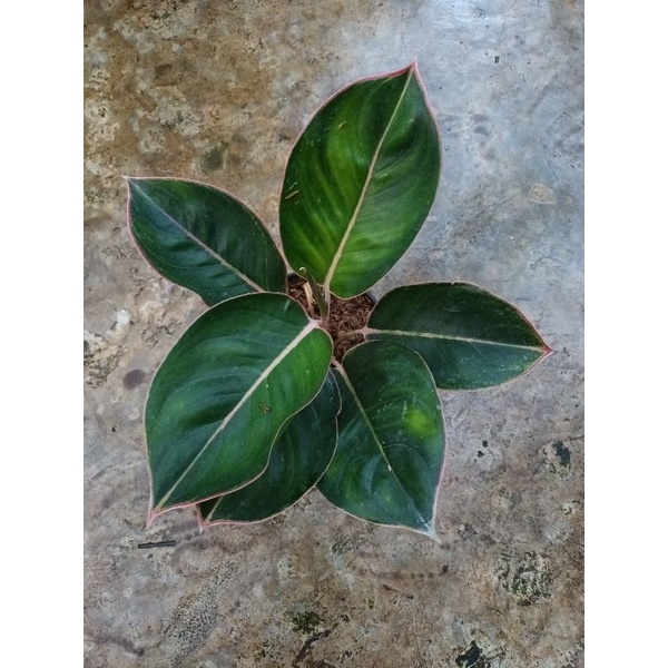 Aglaonema Flamingo