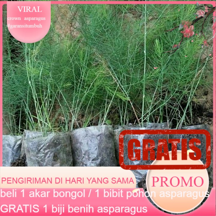 Terbaru 1 PCS BIBIT POHON #orderasparagus GRATIS 1 benih biji asparagus (beli 1 akar bongol atau 1 b