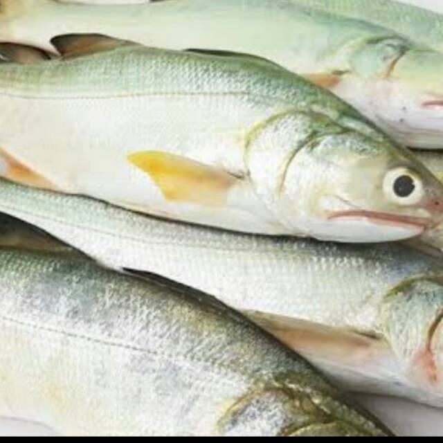 

IKAN KURO || IKAN KENANGI