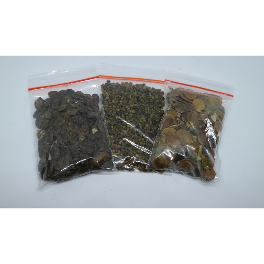 Benih indigofera kaliandra merah gamal untuk pakan ternak