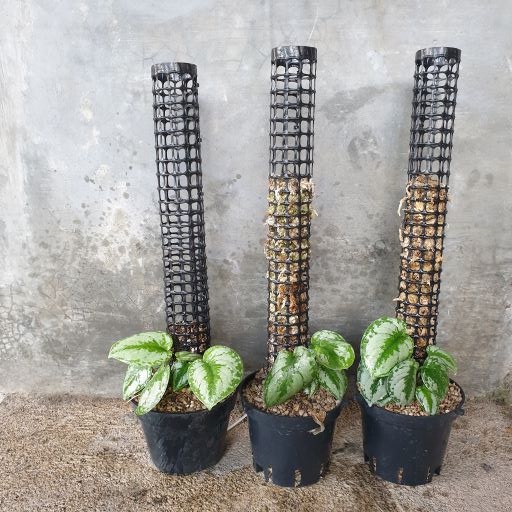 Ajir Turus Tanaman dari Plastik 50cm