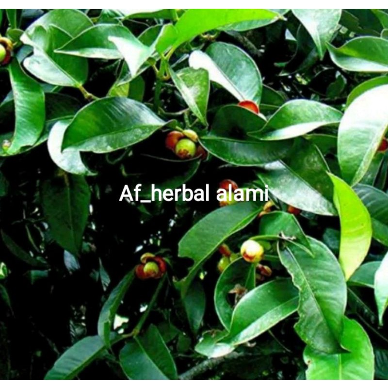 

DAUN MANGGIS HERBAL 250 gram