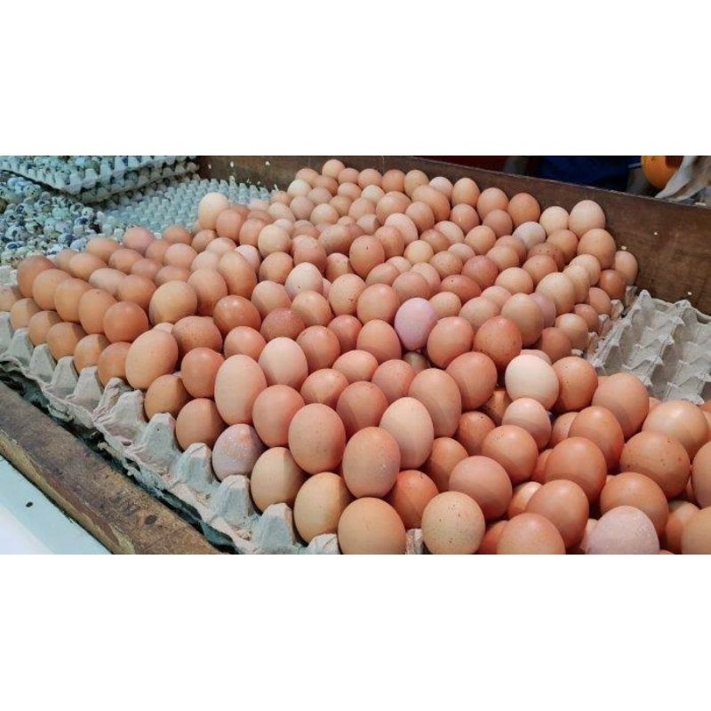 Telur Ayam 1 kg Negeri Segar Grosir / telor fresh / KG (kurang lebih 15-17 butir)