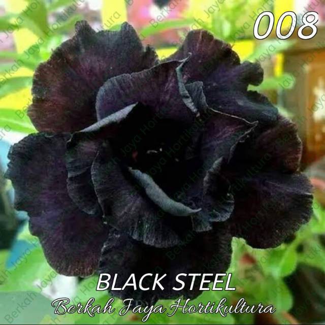 Bibit kamboja adenium black stel bunga tumpuk kamboja