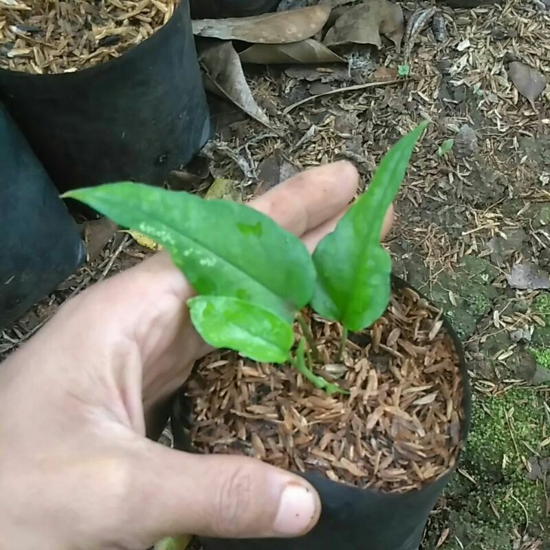 epiprenum skeleton key