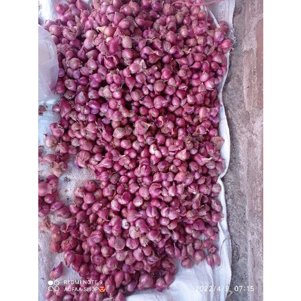 

Bawang merah kering murah