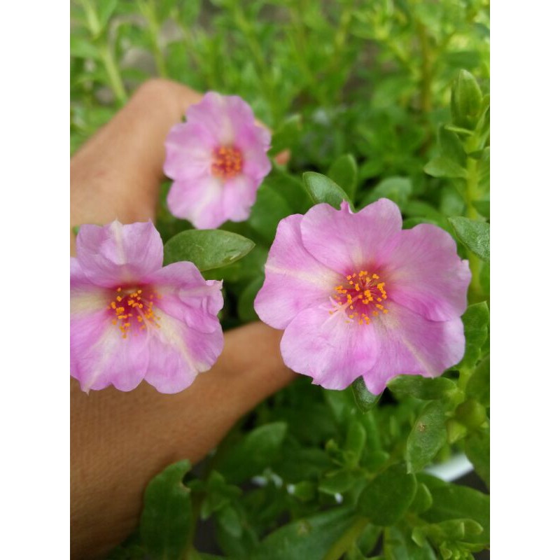 krokot import lunakumbara