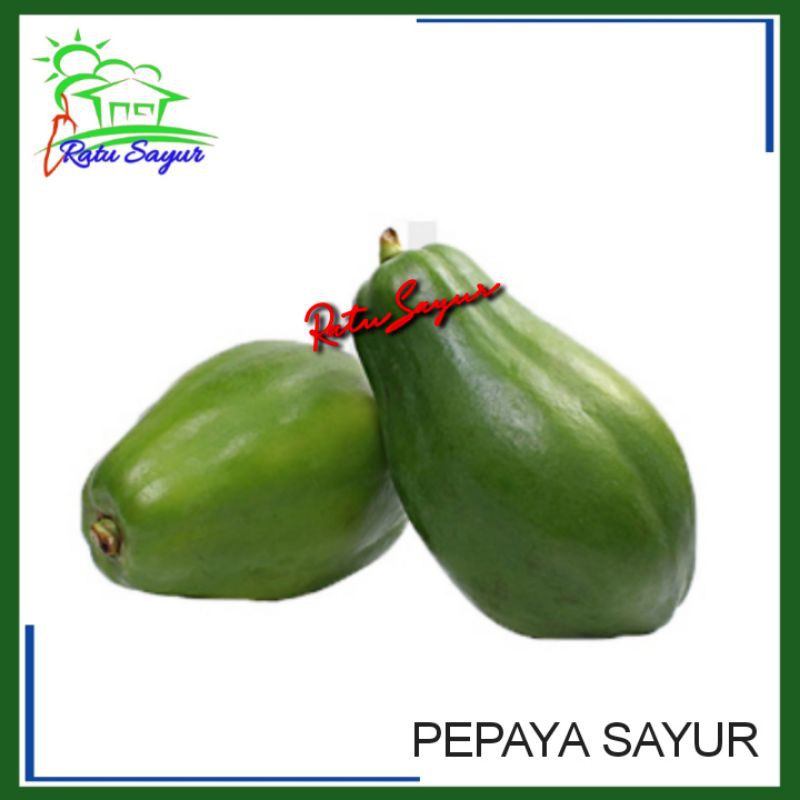 

PEPAYA SAYUR/ratusayur.id