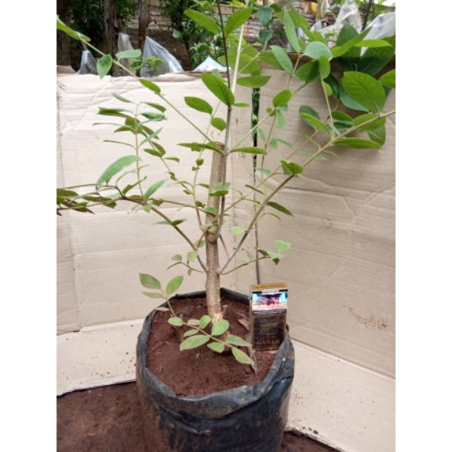 Bahan bonsai mentaos