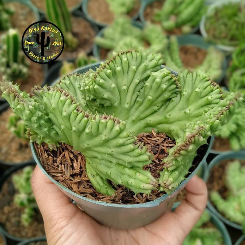 KAKTUS SKULEN - cereus forb