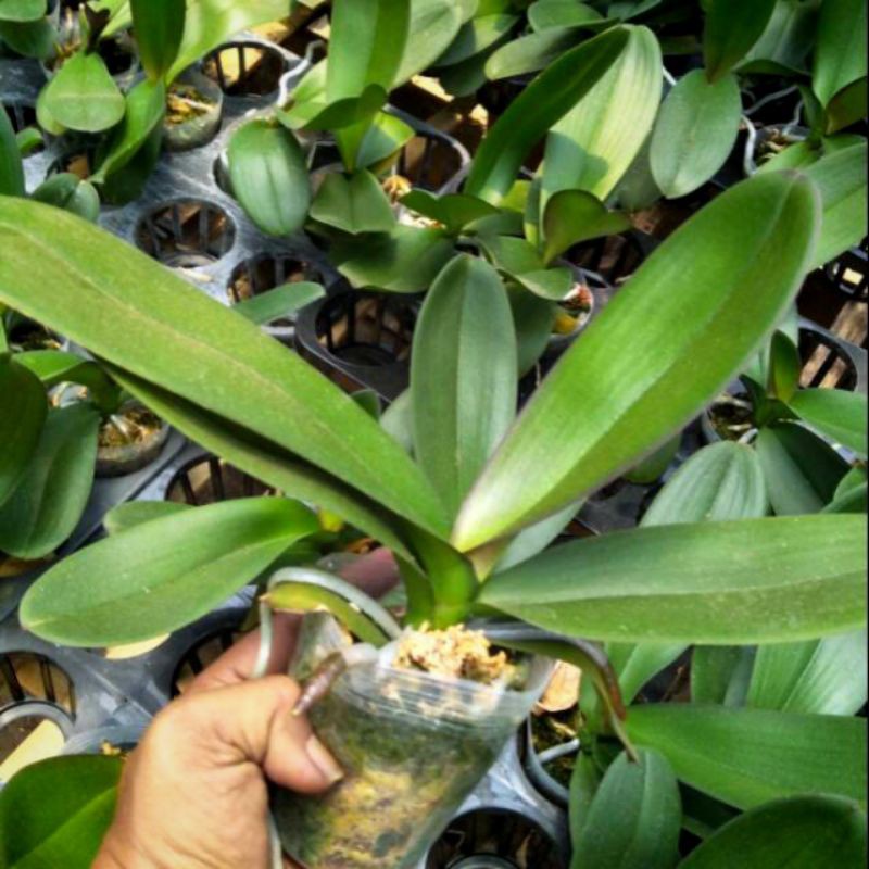 TANAMAN HIAS - BIBIT ANGGREK BULAN SIAP BERBUNGA