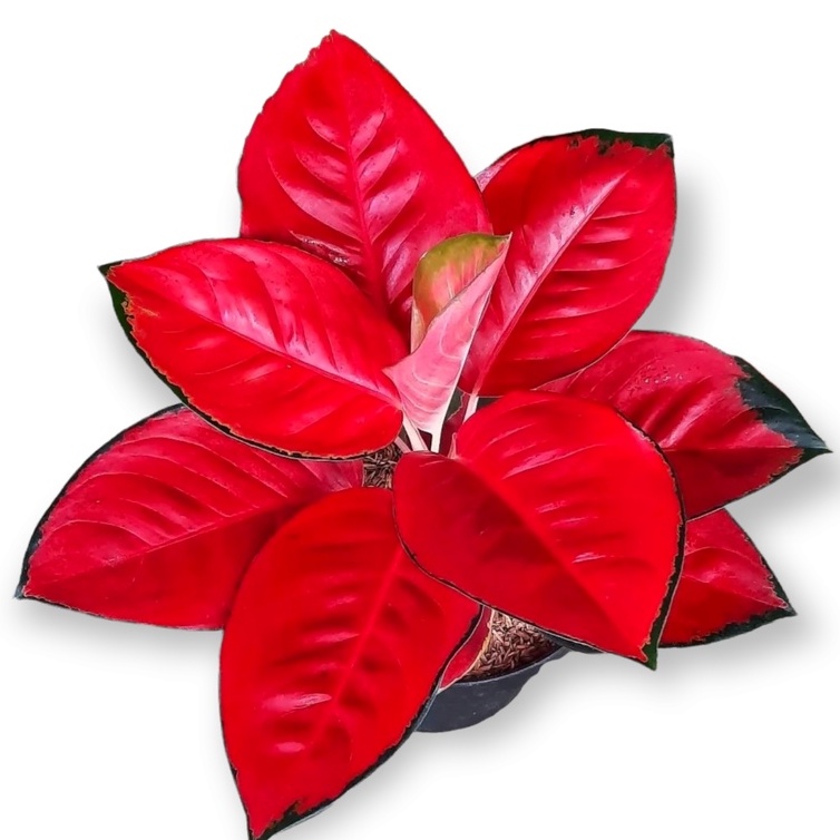 Aglonema Suksom Jumbo Tanaman Aglonema Aglaonema Hias Aglonema Murah Anakan Aglonema Suksom Menor