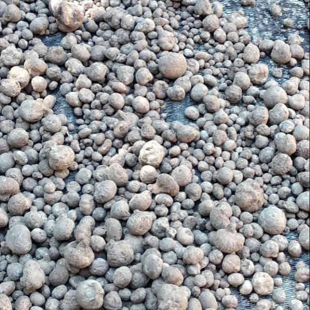 Bibit porang dari biji katak super