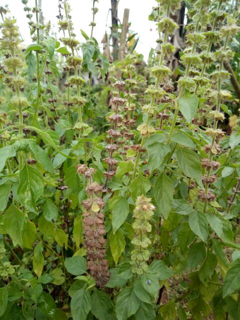 BIBIT BENIH DAUN KEMANGI PAKET 100 BIJI