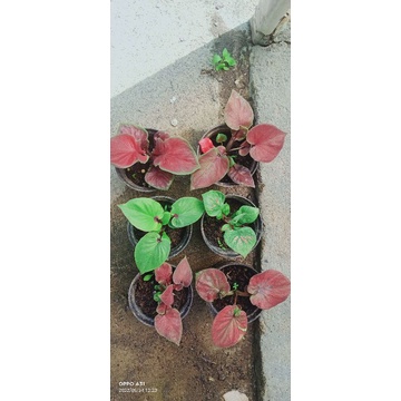 caladium/klady hybrid daun ganda