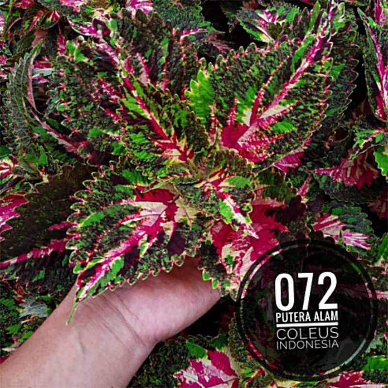 Miana id batik Betawi/tanaman hias/Jawer kotok/