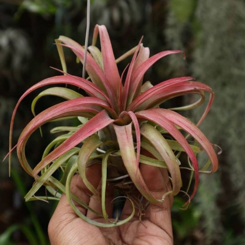 Katalog Tanaman Hias Tillandsia Red Eric Knobloch