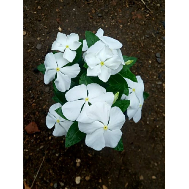 vinca putih