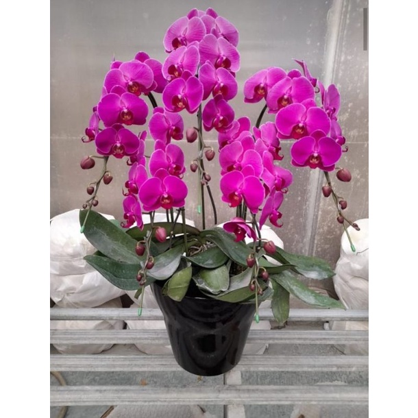 anggrek jumbo  bulan