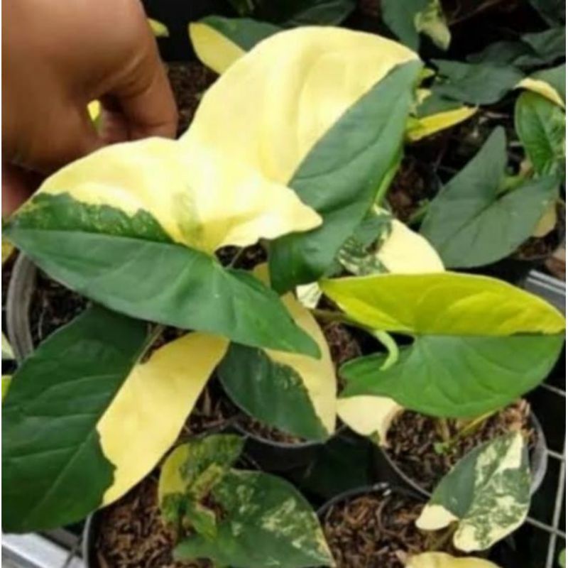 READY SYNGONIUM YELLOW TANAMAN HIAS BUNGA SYNGONIUM MURAH TERAWAT