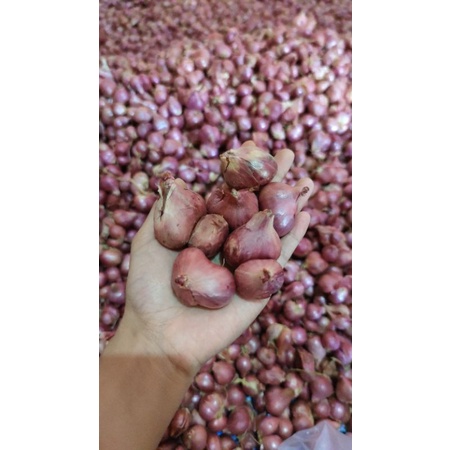 

Bawang merah/Bawang putih Enrekang