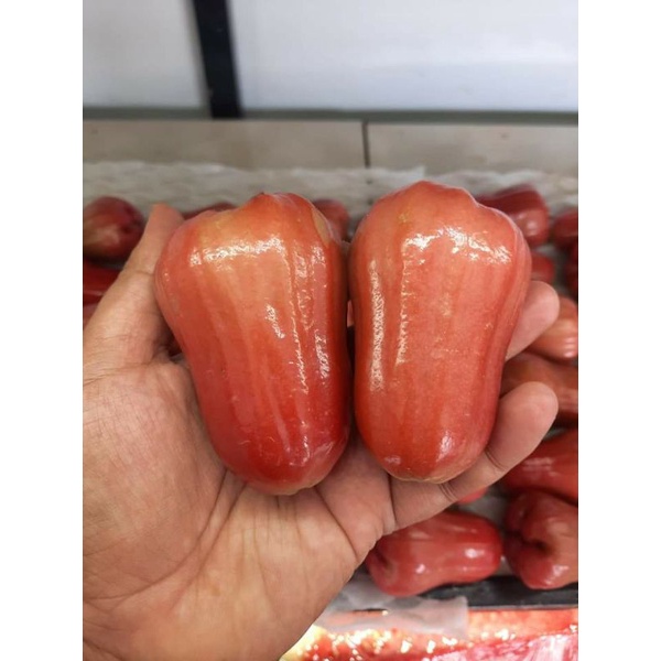 Buah Jambu Air Citra Merah 1kg