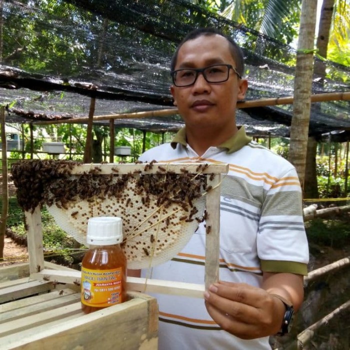 

(BISA COD) Madu bantal, madu asli hutan kalimantan