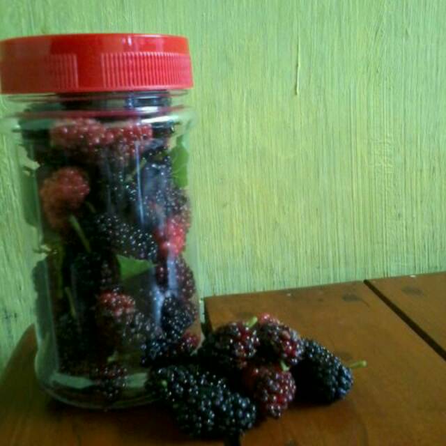 Buah Murbei Segar