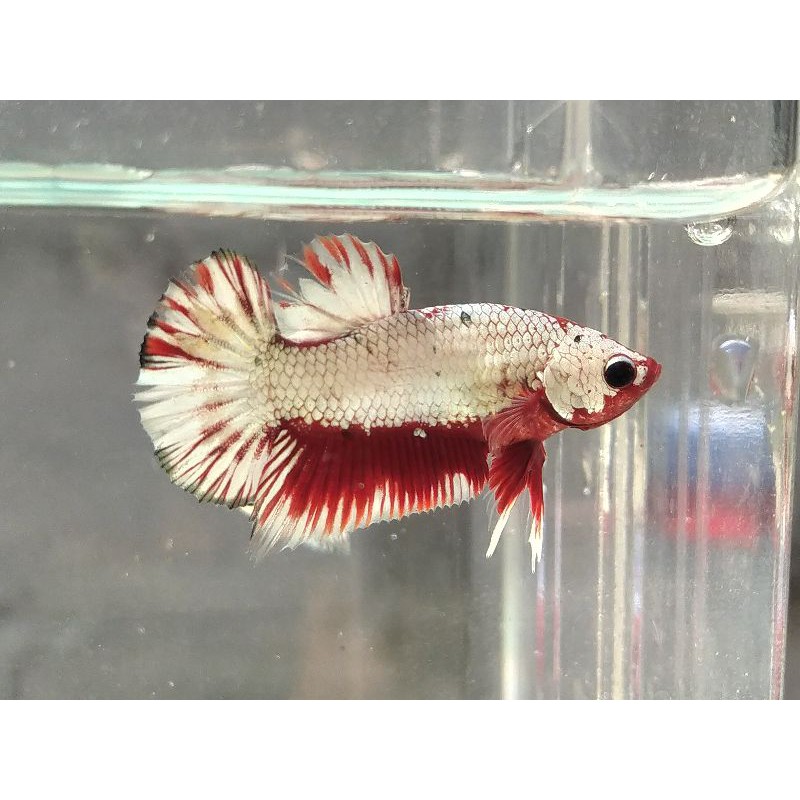 Ikan cupang Koi Copper (Ironman)