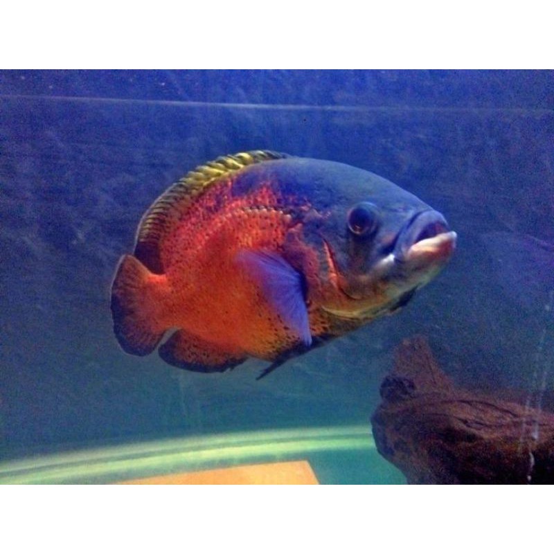 Oscar Paris Tembaga Ikan Predator