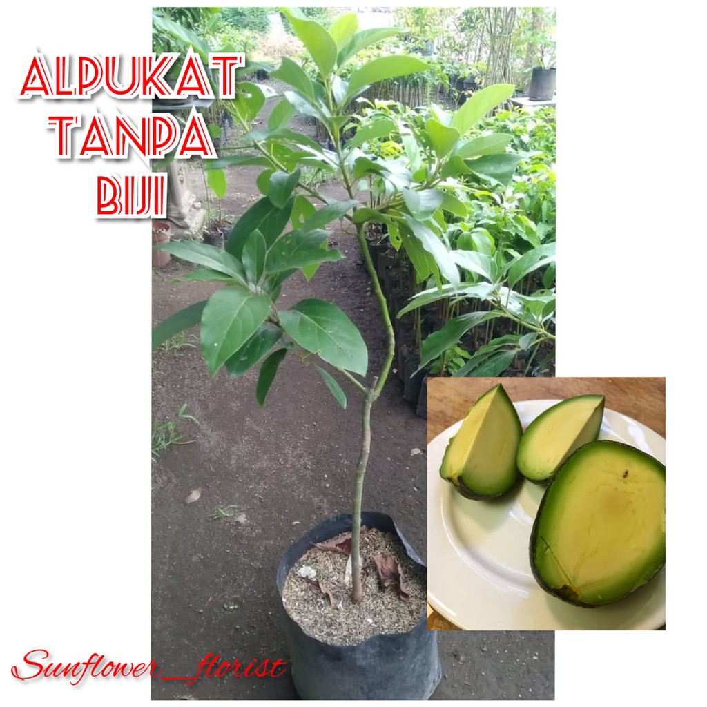 Bibit Alpukat Tanpa Biji/Bibit Buah Unggul