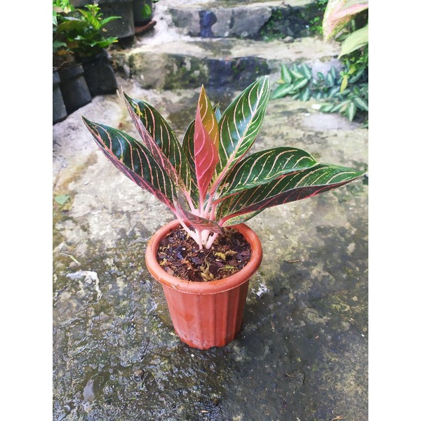 aglonema pride of sumatra / red sumatra / pos remaja