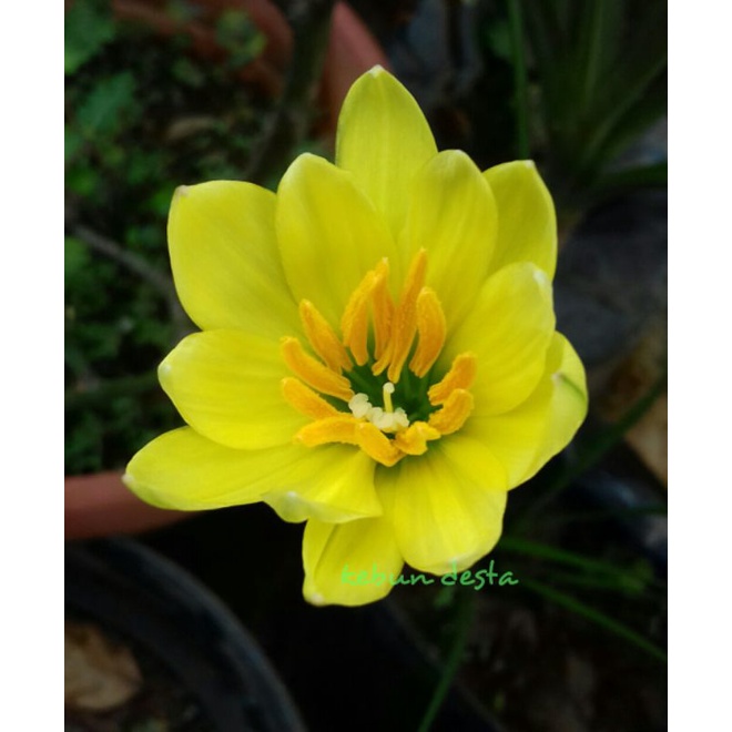 Paket hemat 30 rain lily kuning