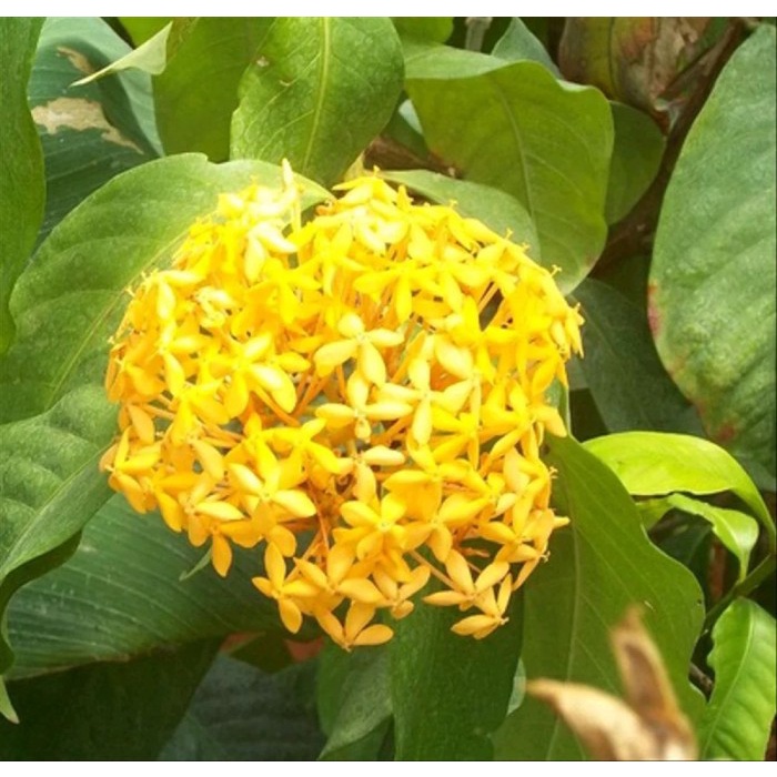 Tanaman Hias Asoka Jepang Kuning - Soka bunga kuning ( Tanaman hias hidup indoor murah hiasan rumah 