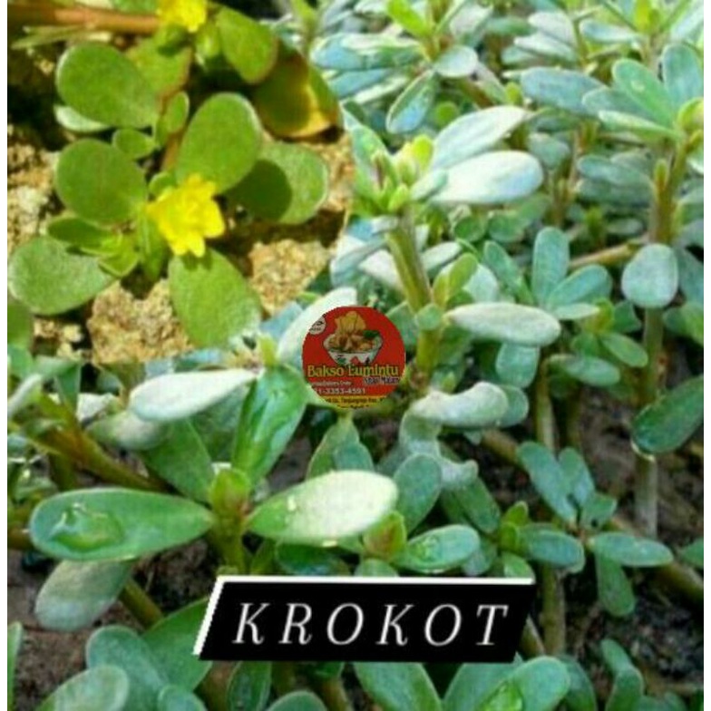 

500 gram pohon krokot / tanaman krokot herbal / krokot herbal
