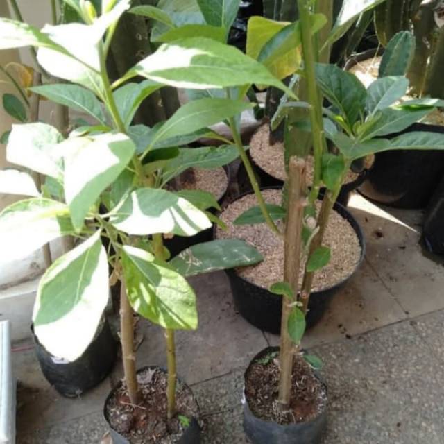 Pohon afrika tanaman herbal bibit pohon daun afrika