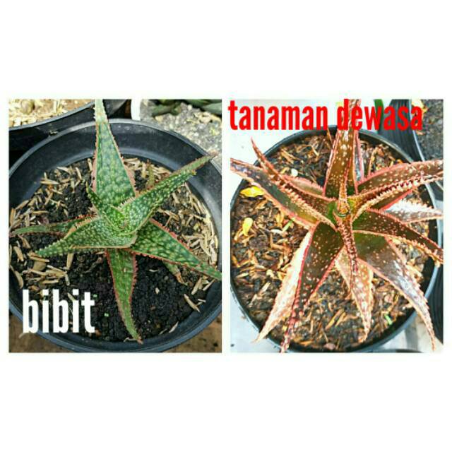 Bibit Tanaman Lidah Buaya Merah Aloe Vera Red Star Tanaman Bunga Langka Dan Unik Bibit Sukulen Murah Shopee Indonesia