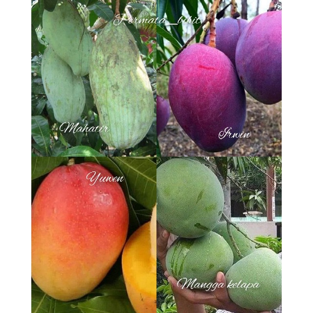 paket 4 bibit mangga import(mahatir,irwin,yuwen dan mangga kelapa)