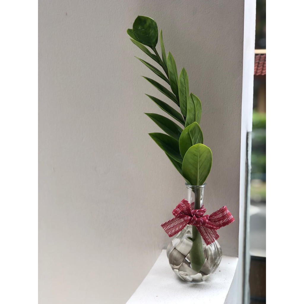 Jual Tanaman Hias Mini Pohon Dollar / Zamia Dollar (Zamioculcas ...