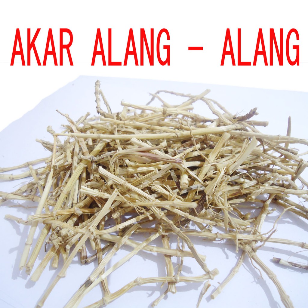 AKAR ALANG - ALANG obat panas dalam - suara serak - susah buang air besar