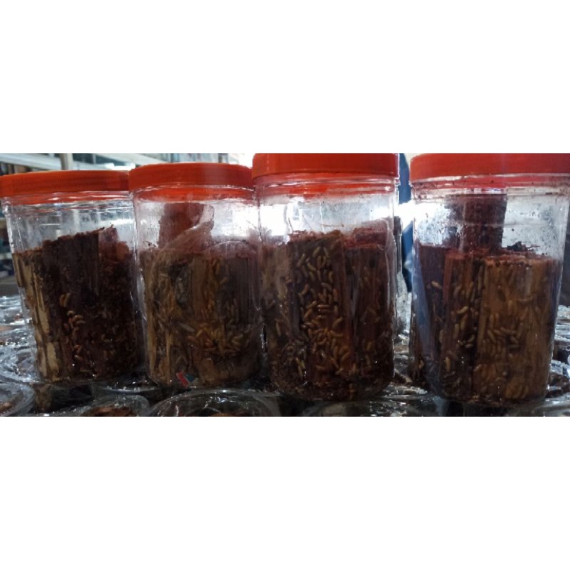 UMPAN SAMPERO BERGARANSI COCOK UNTUK MANCING IKAN AIR TAWAR