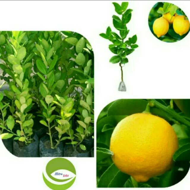 Bibit Tanaman Buah Jeruk Nipis Manis Asli/Pohon Buah Jeruk Nipis Manis