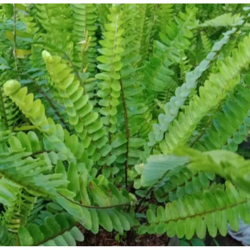 Tanaman hias pakis sisir