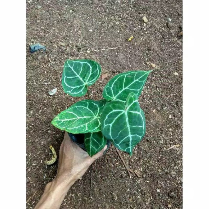 tanaman hias kuping gajah mini/ kuping gajah minii