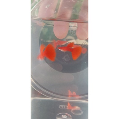 ikan guppy afr sepasang