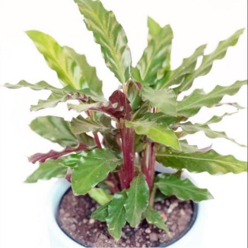 tanaman hias keladi kris-alokasia kris papua-keladi kris papua