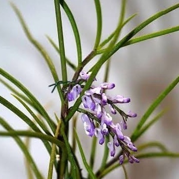 anggrek spesies Schoenorchis juncifolia dewasa rimbun