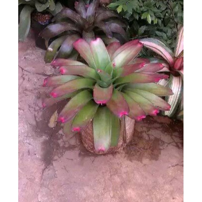 Tanaman Hias Bromelia Giant Lipstik