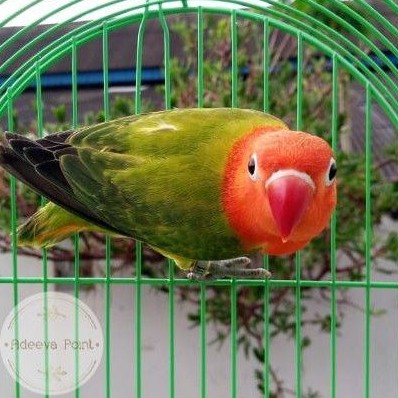 Burung Lovebird Biola Dark Green Paud