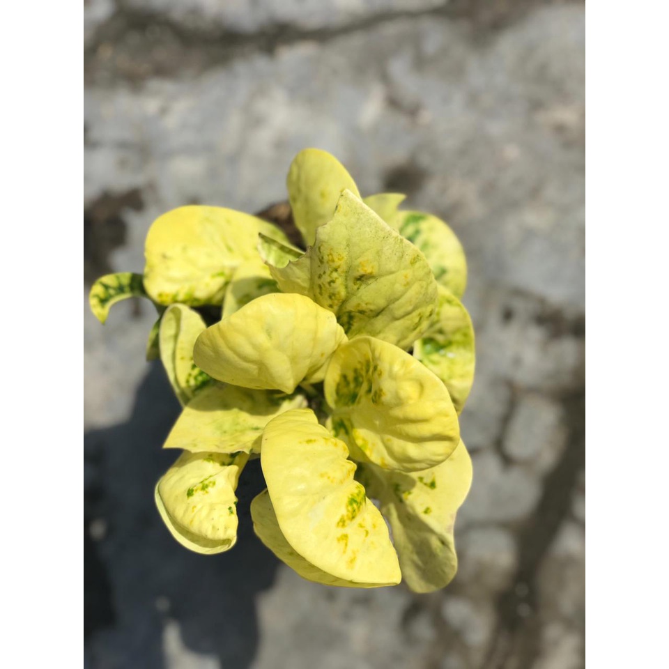 Tanaman hias bunga puring biji 75 warna daun kuning menor murce